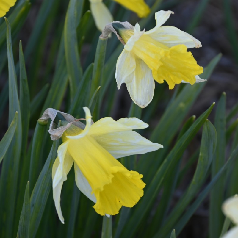 Narcissus gayi Narcissus gayi