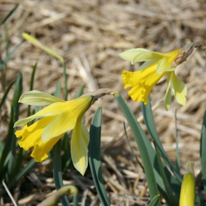 Narcissus gayi Narcissus gayi