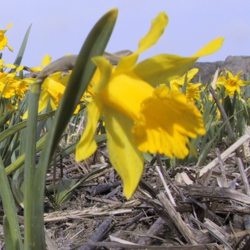 Narcissus minor var. pumilus Narcissus minor var. pumilus