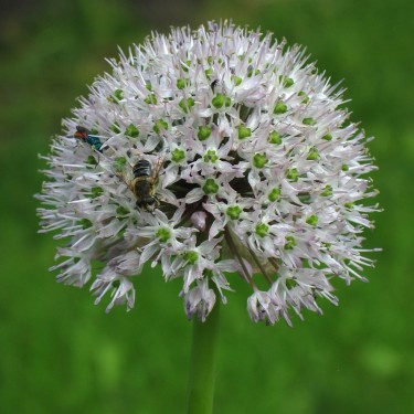Allium grande