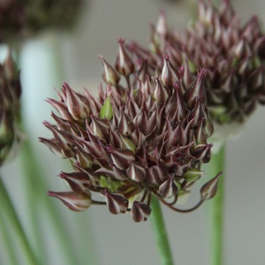 Allium dolichostylum