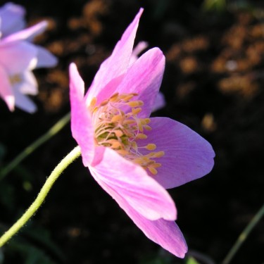 Anemone nemorosa 'Swedish Pink'