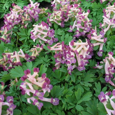 Corydalis hybride 'Dixiland'