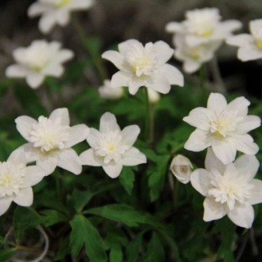 Anemone nemorosa 'Vestal'