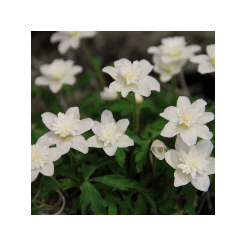Anemone nemorosa 'Vestal'