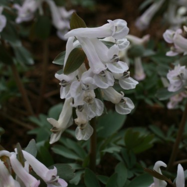 Corydalis solida subsp. solida 'Evening Dream'