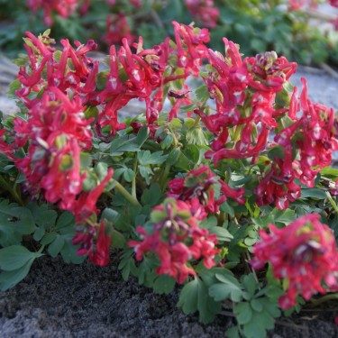 Corydalis solida subsp. solida 'Zwanenburg'