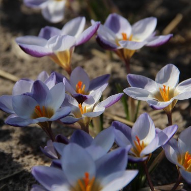 Crocus chrysanthus 'Blue Peter'
