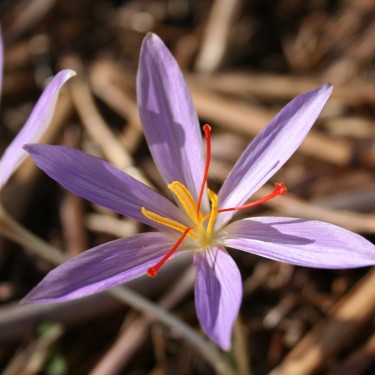 Crocus oreocreticus