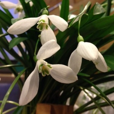 Galanthus 'Lovely Lune'