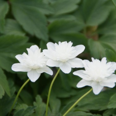 Anemone nemorosa 'Vestal'