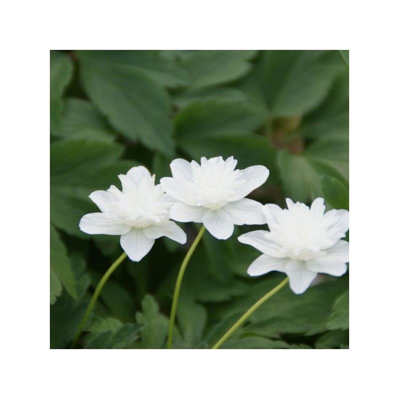 Anemone nemorosa 'Vestal'