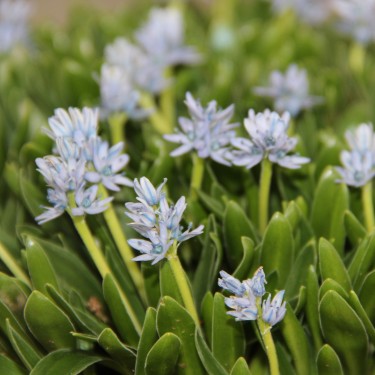 Hyacinthoides lingulata subsp. ciliolata