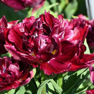 Tulipa 'David Teniers'