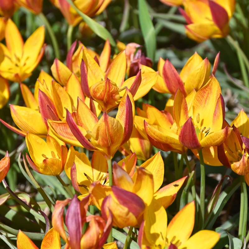 Tulipa aucheriana 'Jara' Tulipa aucheriana 'Jara'