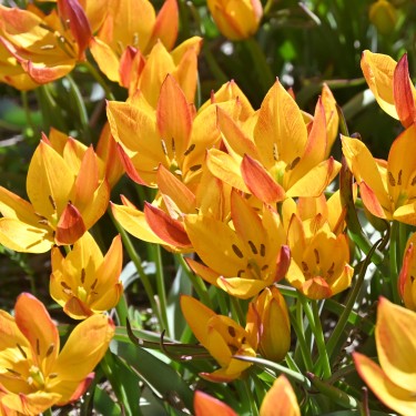 Tulipa aucheriana 'Jara' Tulipa aucheriana 'Jara'
