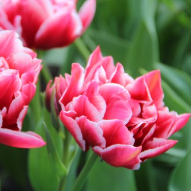 Tulipa 'Paul Rubens'