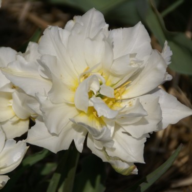 Tulipa 'Schoonoord'