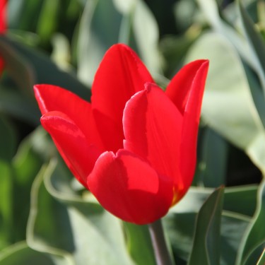 Tulipa 'Vermillion Brilliant'