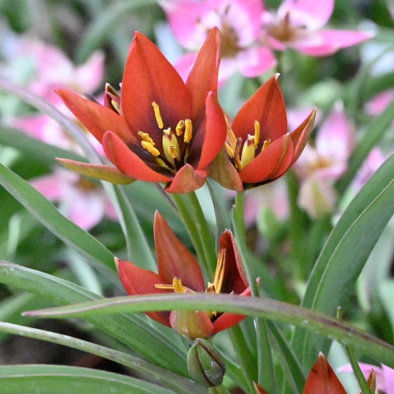 Tulipa aucheriana 'Mara' Tulipa aucheriana 'Mara'