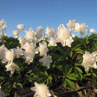 Anemone nemorosa 'Vestal'