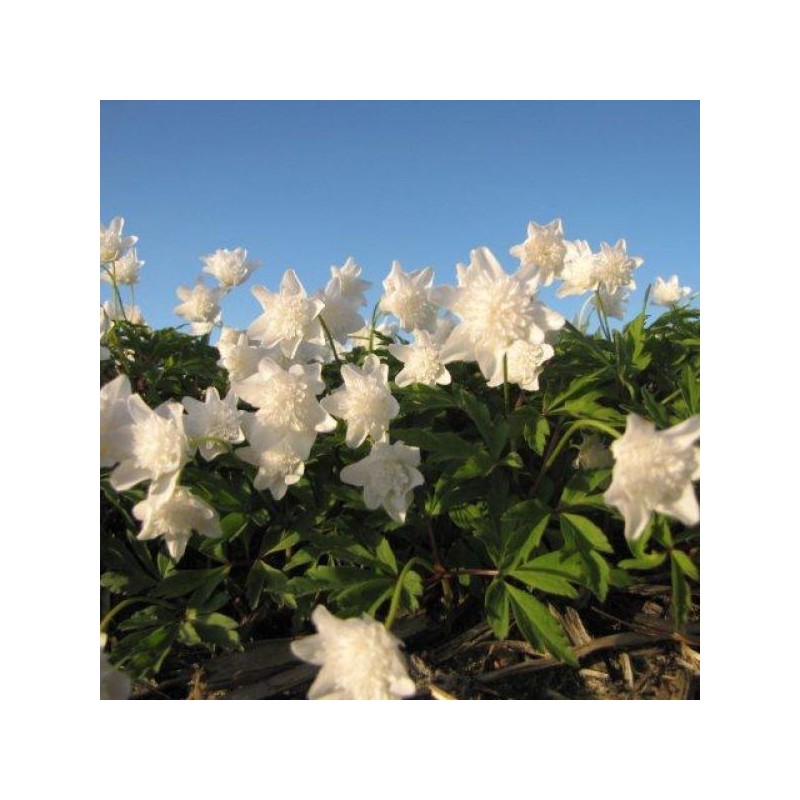 Anemone nemorosa 'Vestal'