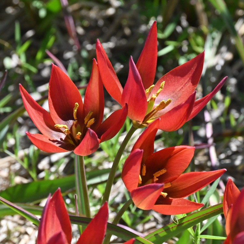 Tulipa aucheriana 'Mara' Tulipa aucheriana 'Mara'