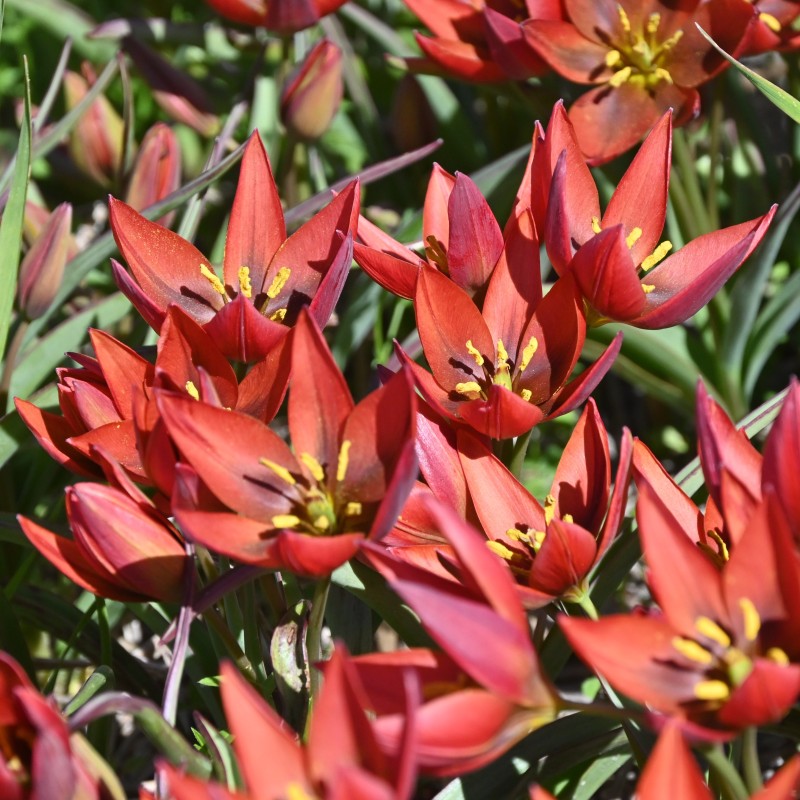 Tulipa aucheriana 'Mara' Tulipa aucheriana 'Mara'