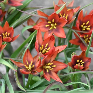 Tulipa aucheriana 'Mara' Tulipa aucheriana 'Mara'
