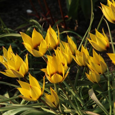 Tulipa aucheriana x hageri -geel- Tulipa aucheriana x hageri -geel-