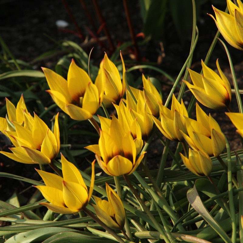 Tulipa aucheriana x hageri -geel- Tulipa aucheriana x hageri -geel-