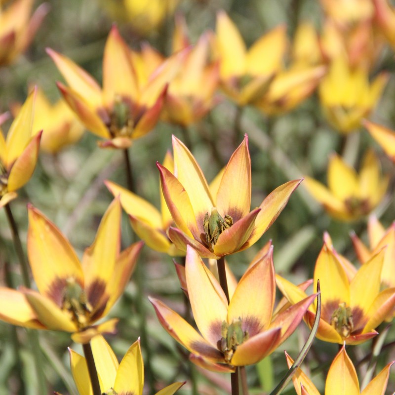 Tulipa aucheriana x hageri -geel- Tulipa aucheriana x hageri -geel-
