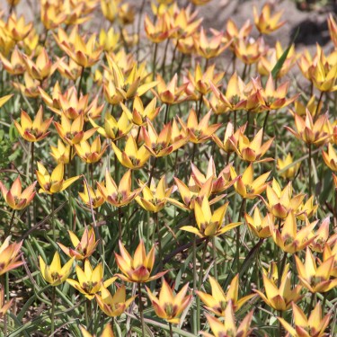 Tulipa aucheriana x hageri -geel- Tulipa aucheriana x hageri -geel-