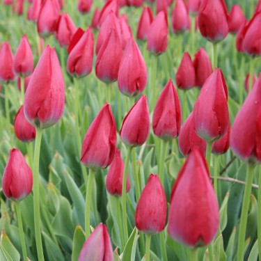 Tulipa aximensis