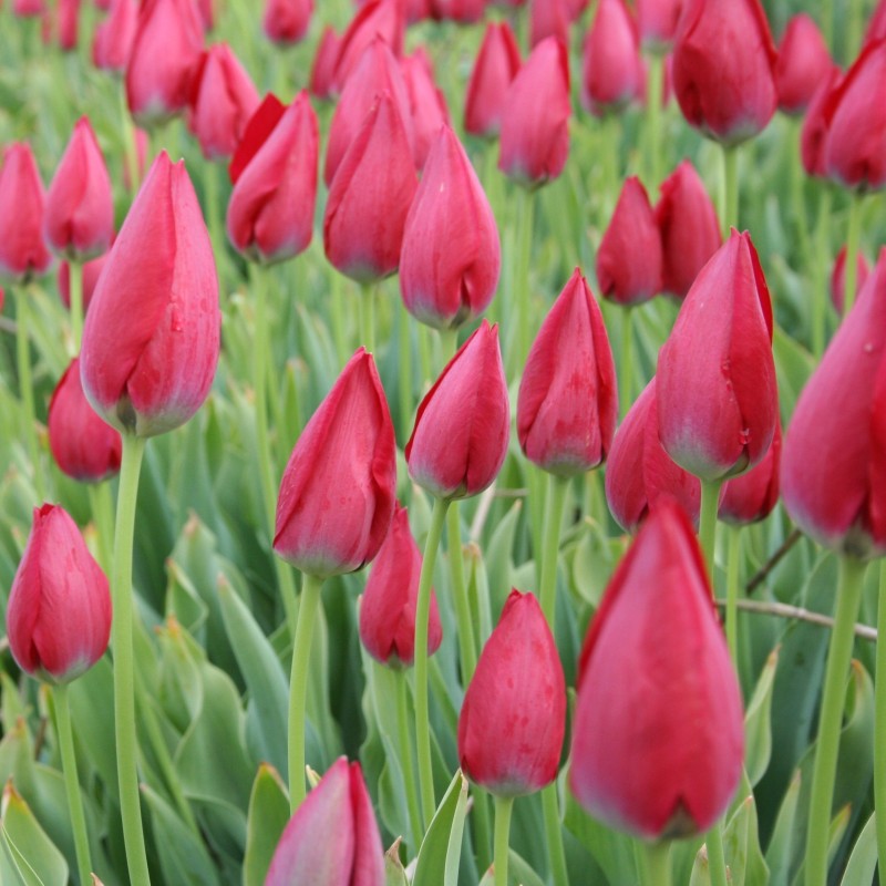 Tulipa aximensis Tulipa aximensis