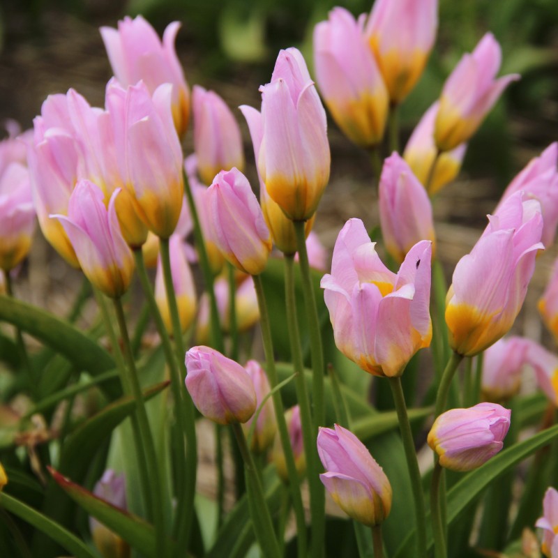 Tulipa bakeri 'Lilac Wonder'