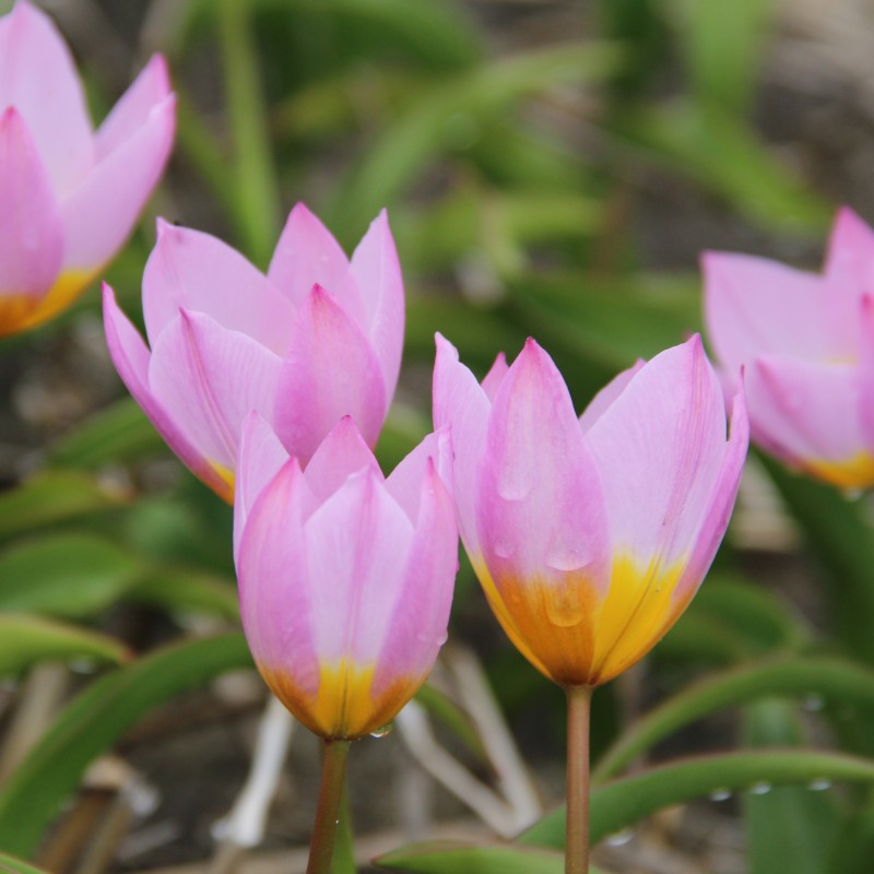 Tulipa bakeri 'Lilac Wonder'