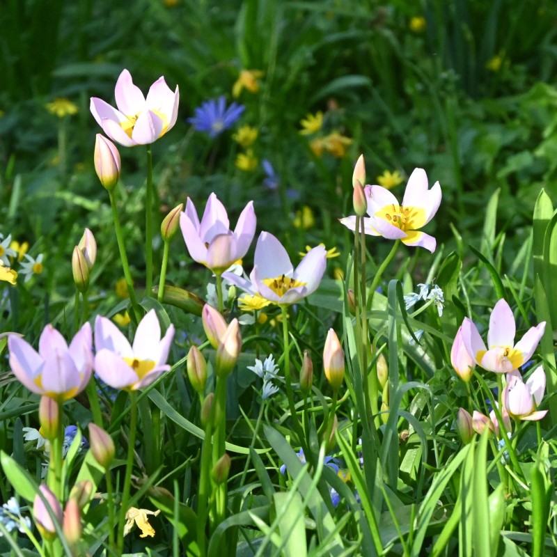 Tulipa bakeri 'Lilac Wonder'