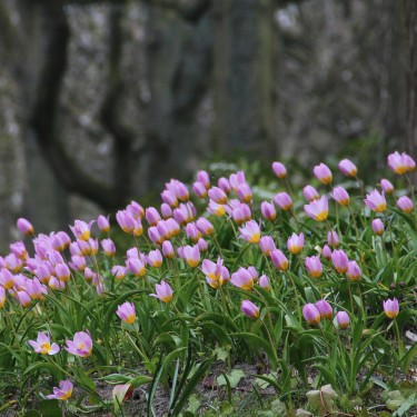 Tulipa bakeri 'Lilac Wonder'