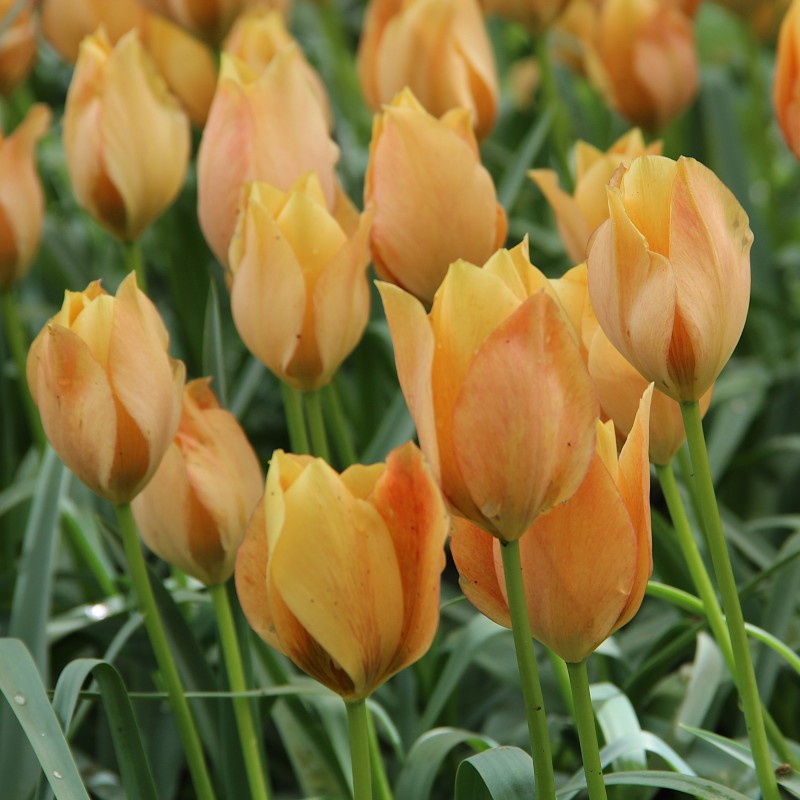 Tulipa batalinii 'Bright Gem' Tulipa batalinii 'Bright Gem'