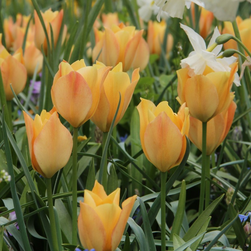 Tulipa batalinii 'Bright Gem' Tulipa batalinii 'Bright Gem'
