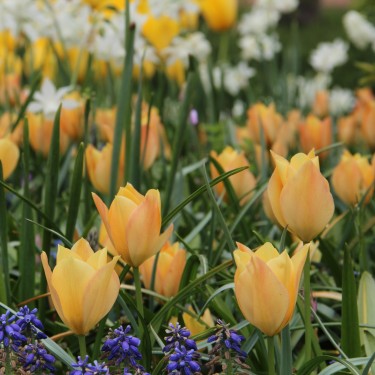 Tulipa batalinii 'Bright Gem' Tulipa batalinii 'Bright Gem'