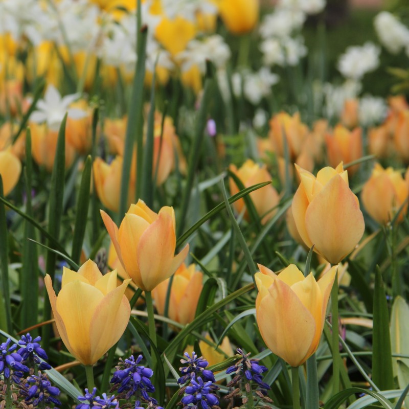 Tulipa batalinii 'Bright Gem' Tulipa batalinii 'Bright Gem'