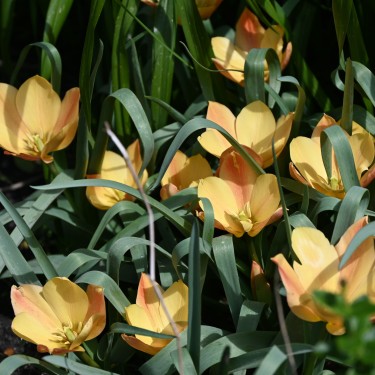 Tulipa batalinii 'Bright Gem' Tulipa batalinii 'Bright Gem'