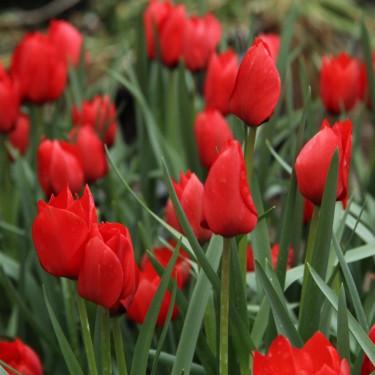 Tulipa batalinii 'Red Hunter' Tulipa batalinii 'Red Hunter'