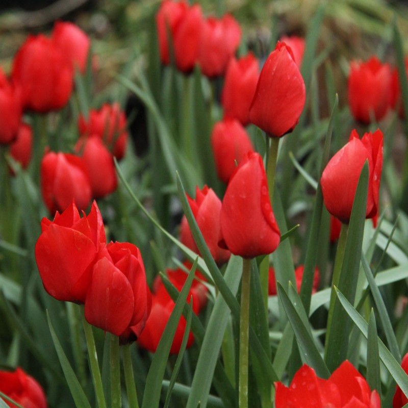 Tulipa batalinii 'Red Hunter' Tulipa batalinii 'Red Hunter'