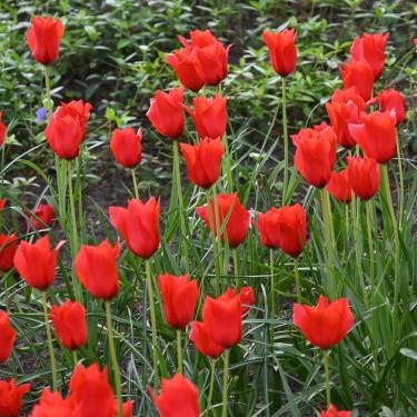 Tulipa batalinii 'Red Hunter' Tulipa batalinii 'Red Hunter'