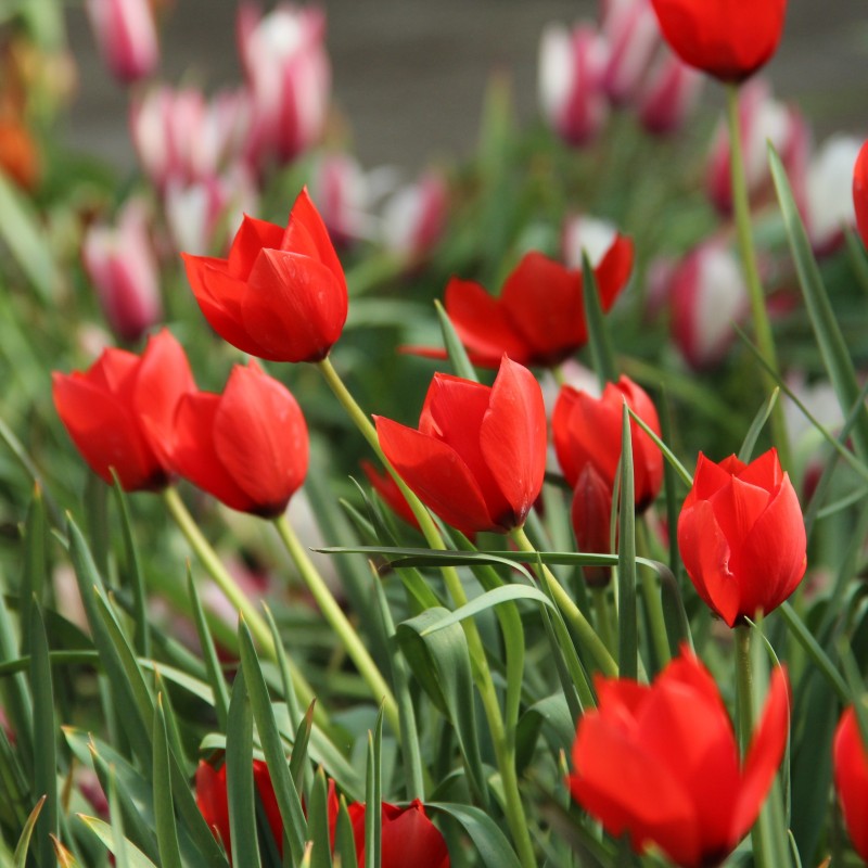 Tulipa batalinii 'Red Hunter' Tulipa batalinii 'Red Hunter'