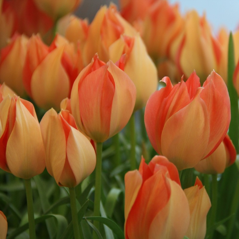 Tulipa batalinii 'Salmon Gem' Tulipa batalinii 'Salmon Gem'
