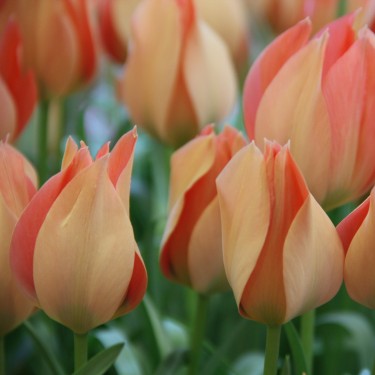 Tulipa batalinii 'Salmon Gem' Tulipa batalinii 'Salmon Gem'